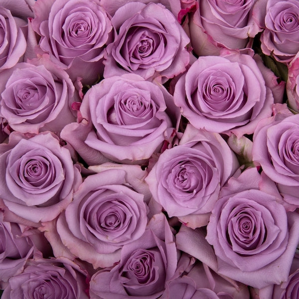 100 Lavender Roses
