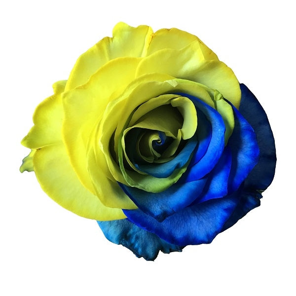 bicolor yellow and blue rose