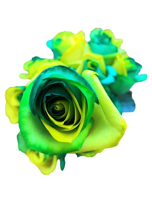 green flash rose