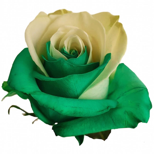 Green and White Rose