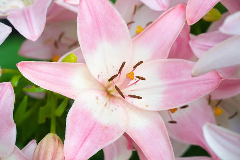 Pink Hybrid Lily