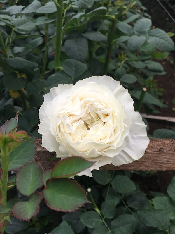 Ivory White Garden Rose | White Cloud