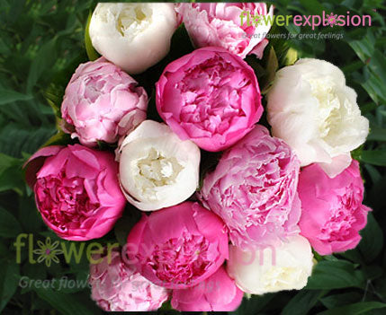 Assorted Colors Peonies July to September