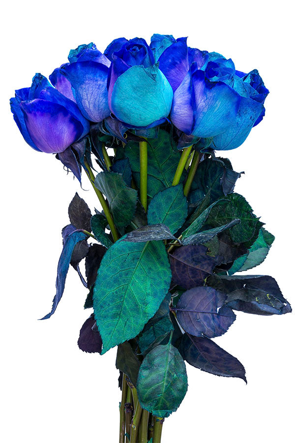 Purple & Blue Tinted Roses