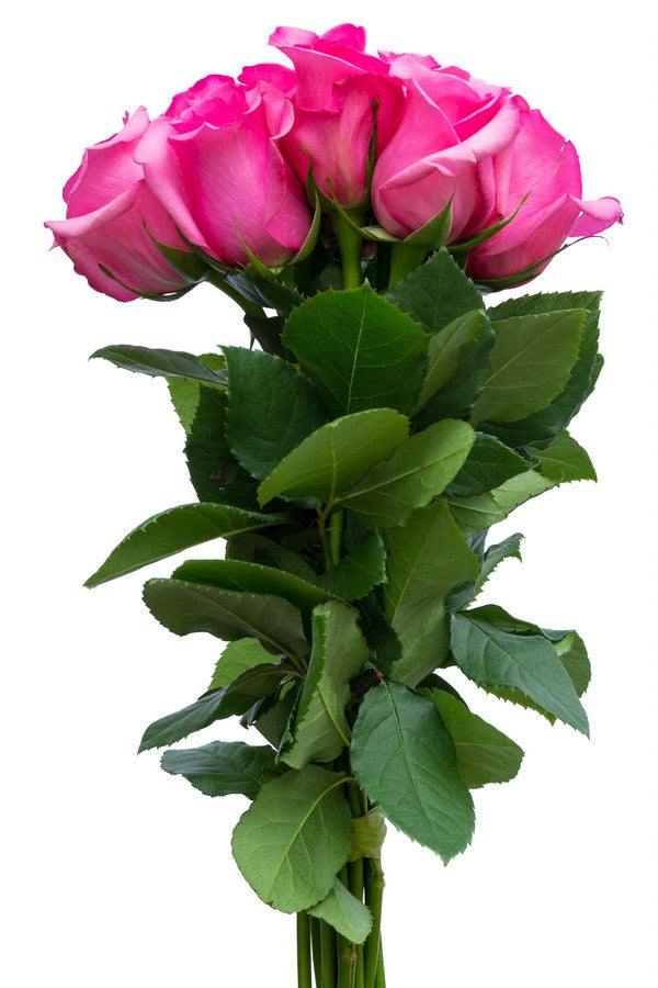Hot Pink Roses - flowerexplosion.com