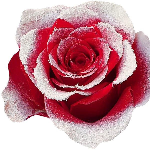 snowy red rose