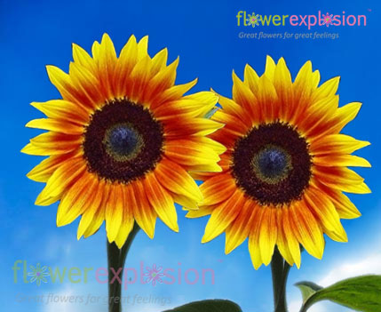 Medium Ring of Fire Sunflowers