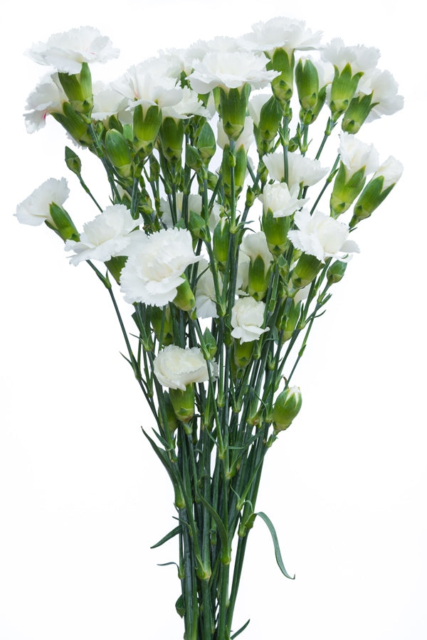 White Mini Carnations