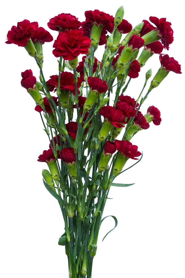 Red Mini Carnations
