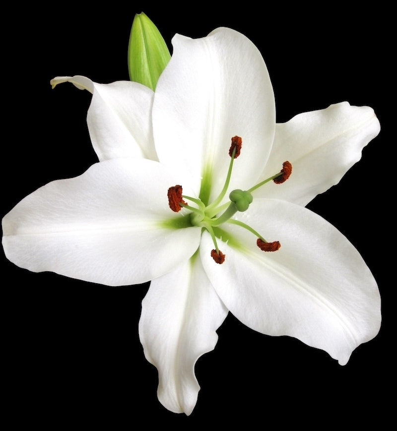 Oriental White Lily